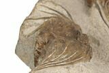 Two Spiny Selenopeltis Trilobites - Erfoud, Morocco #190987-4